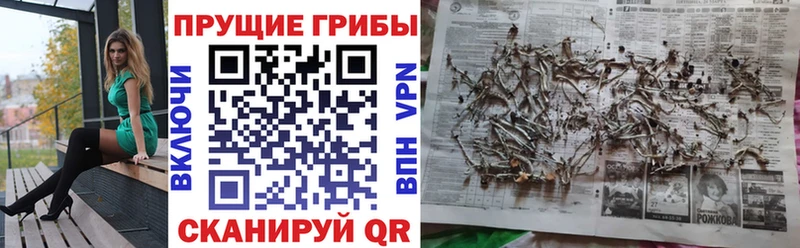 Купить  Тулун  Галлюциногенные грибы Magic Shrooms 